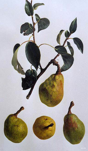 ananas