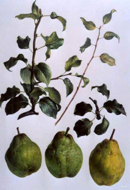 barenberg
