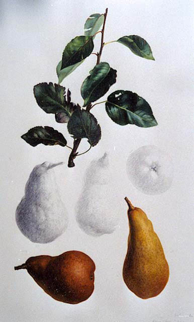 bdurondeau