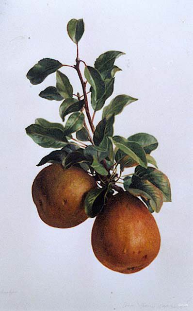 bgrisdamboise