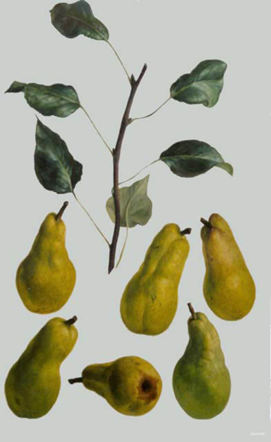 blebrun