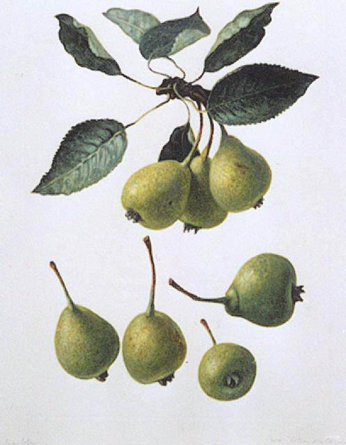 citroncarmes