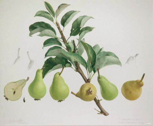 cremesine