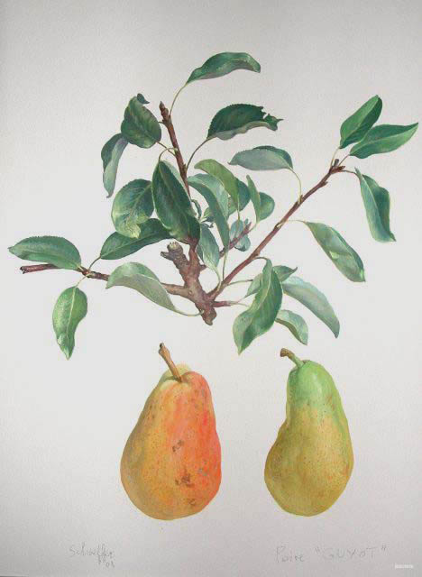 guyot