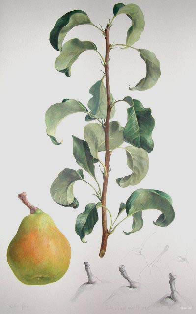 madamefavre