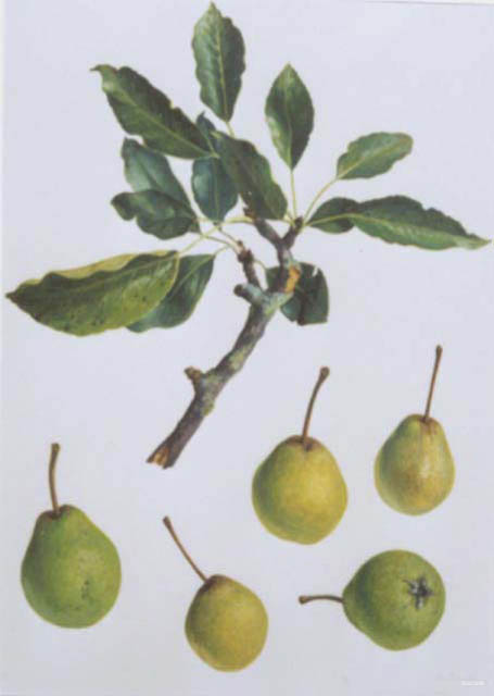 vignelle