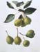 citroncarmes