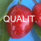 Qualité - Quality