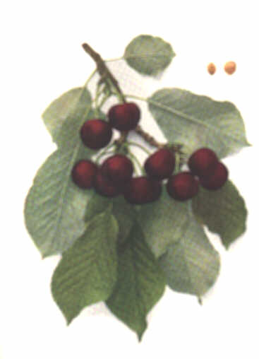 CHERRIES OF NEW YORK