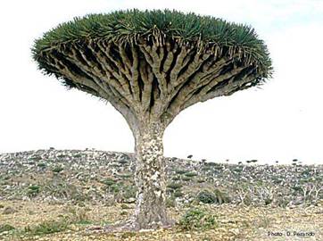 arbre parasol