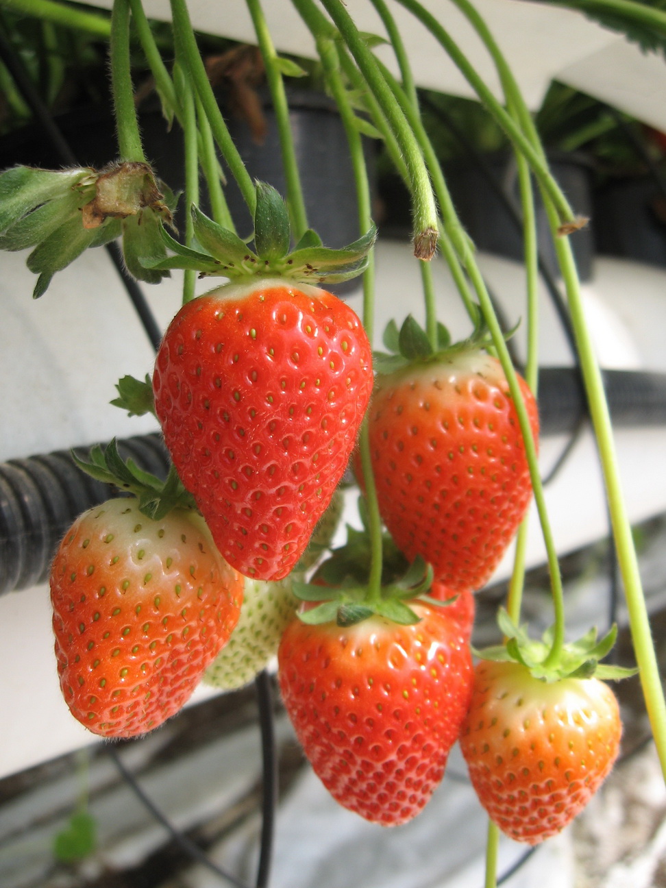 BETTY - Culture hors sol - Source ciref