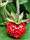 11-capron_pedoncule_poils.JPG