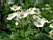 02-fleurs.JPG