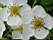 03-fleurs_grossies.JPG
