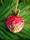 06-fruit.JPG