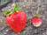 09-Marlate_et_capron.JPG