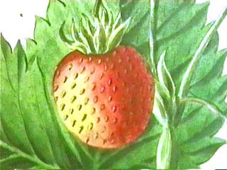 capronnoisette