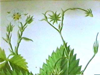 capronnoisettefleur