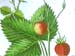 capron par Louis noisette Feuiile et fruit