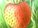 capron par Louis noisette Fruit et ak&egrave;nes