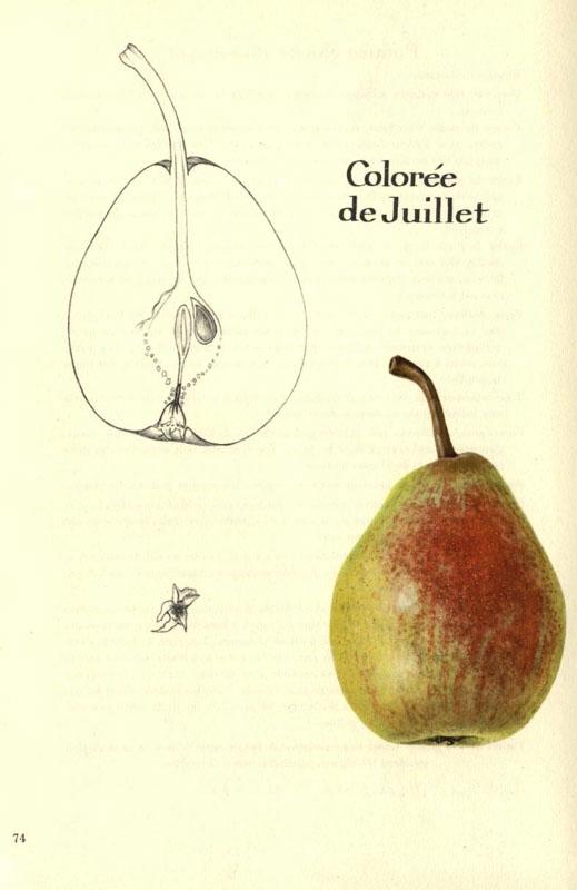 074coloreedejuillet