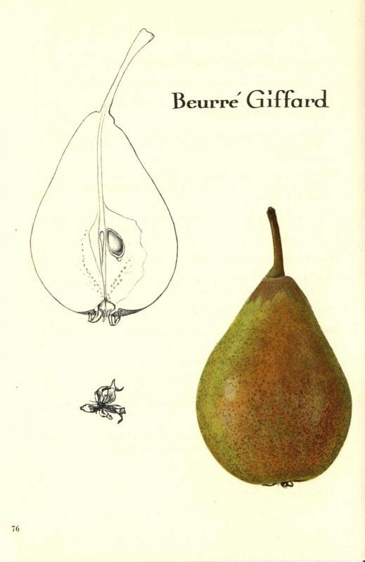 076beurregiffard