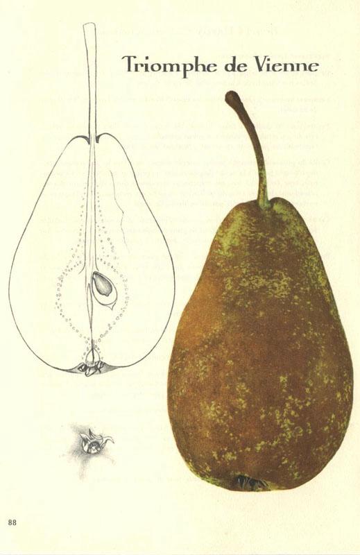 090triomphedevienne