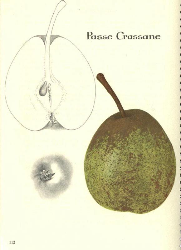 112passecrassane
