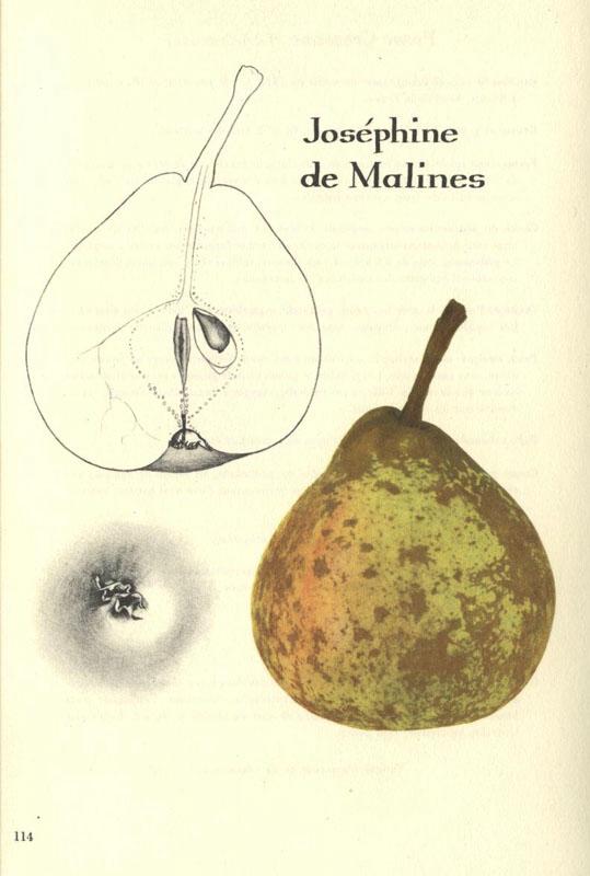 114josephinedemalines
