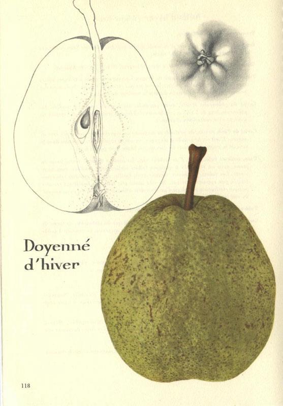 118doyennedhiver