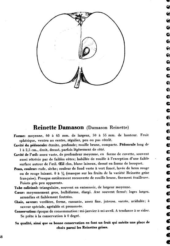 048reinettedamason