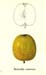 022reinetteananas
