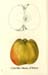 036calvilleblancd'hiver