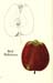 056reddelicious