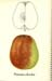 072pommecloche