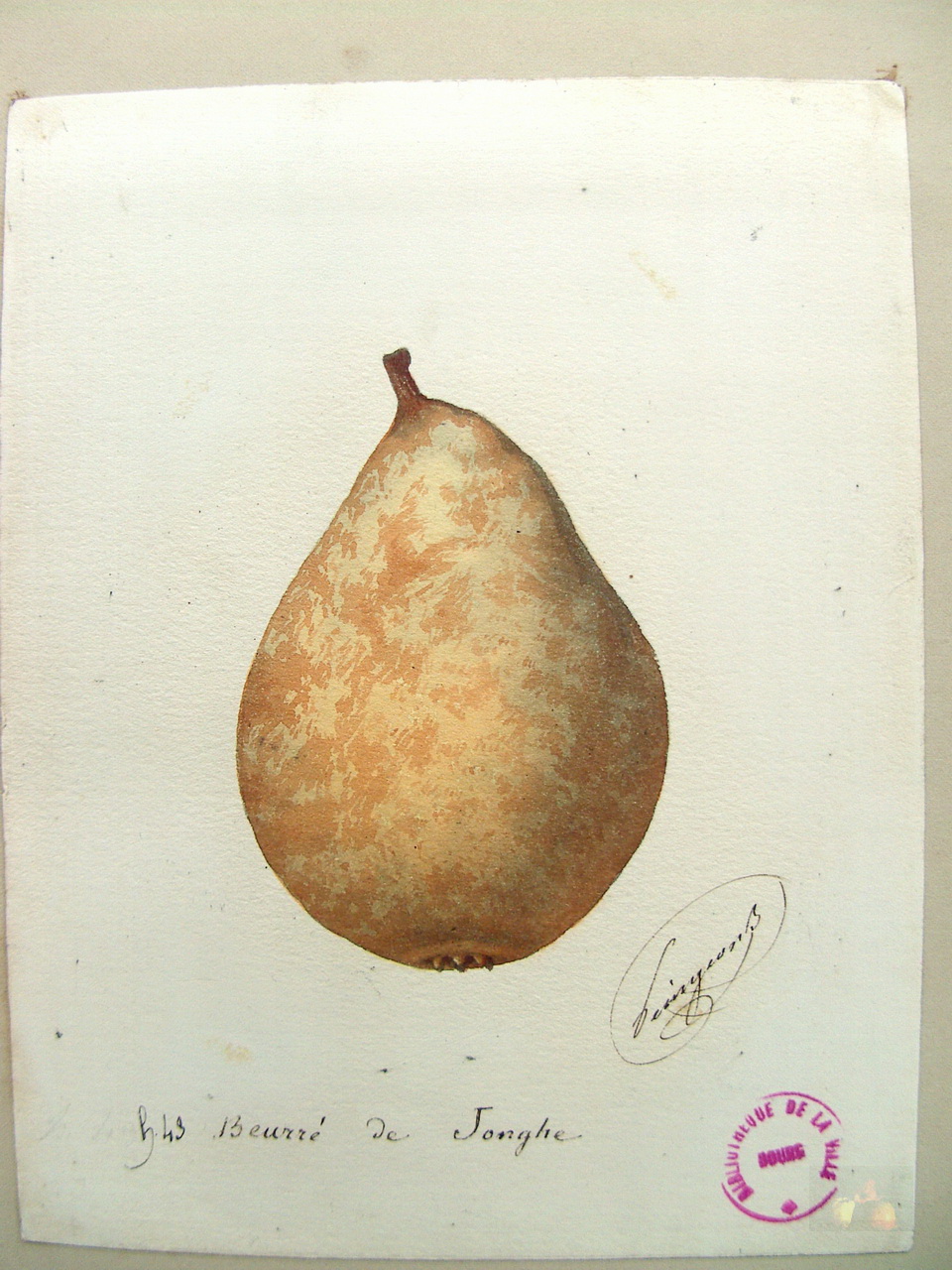 Alphonse MAS - Aquarelles du verger - 1865