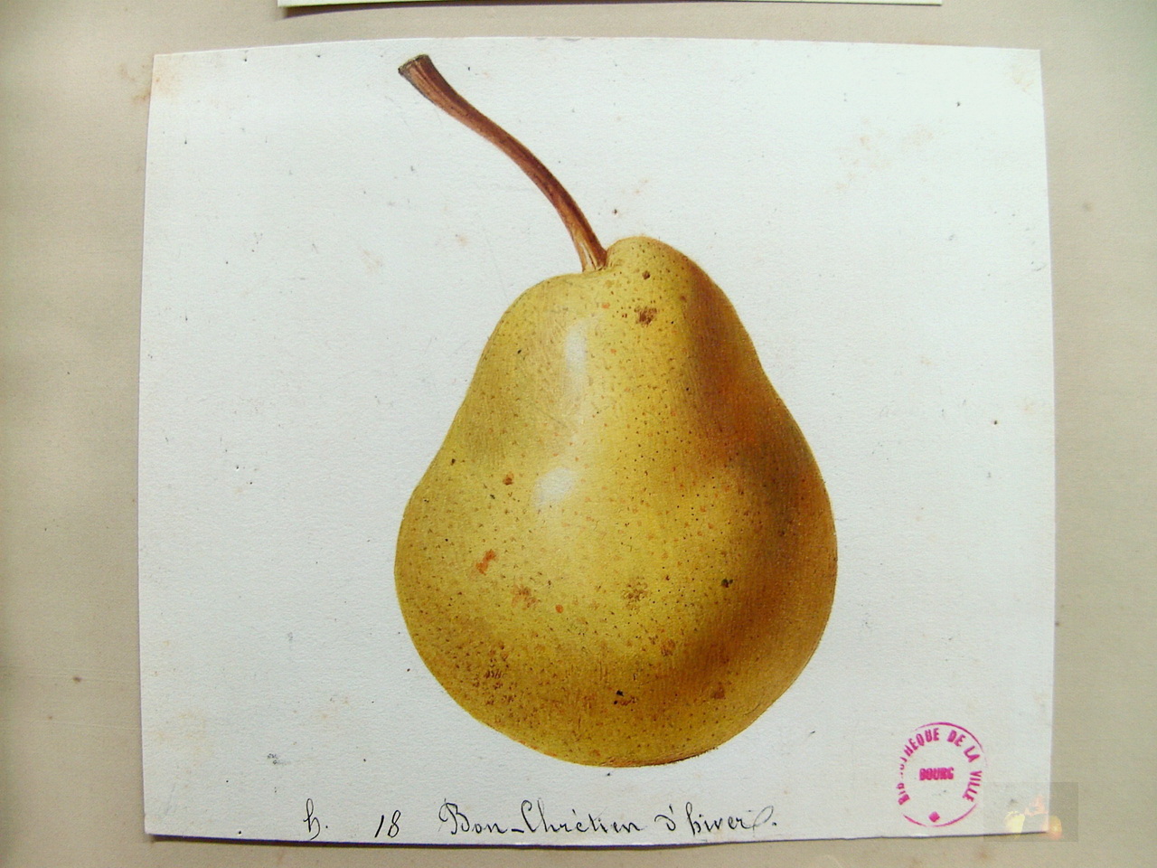 Alphonse MAS - Aquarelles du verger - 1865