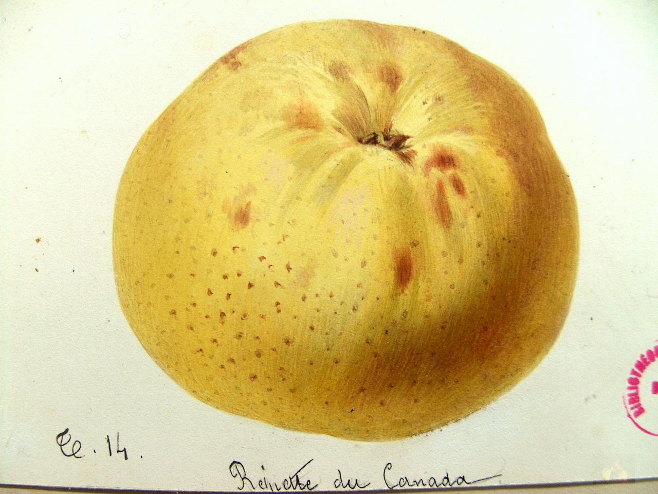 Alphonse MAS - Aquarelles du verger - 1865