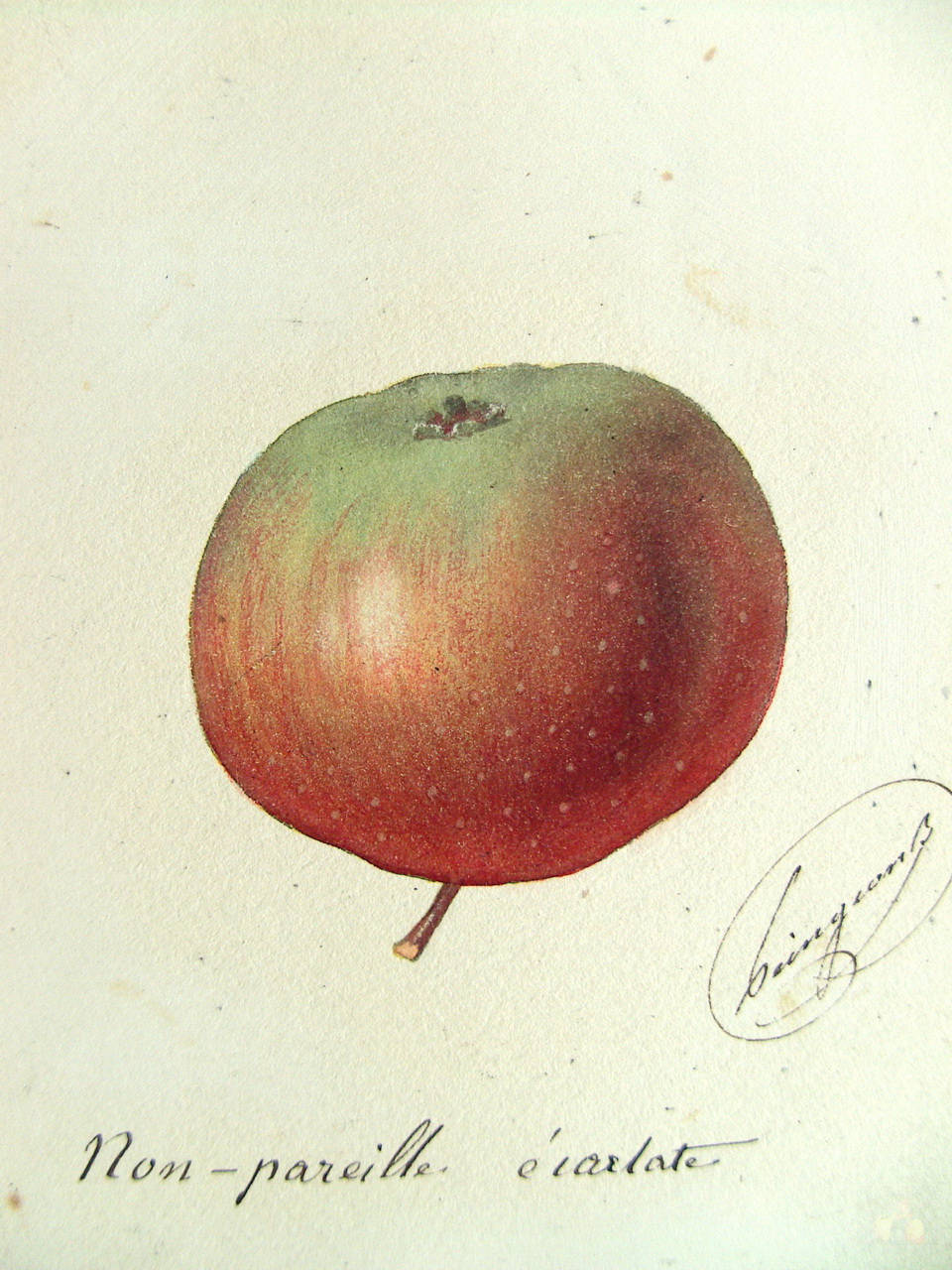 Alphonse MAS - Aquarelles du verger - 1865