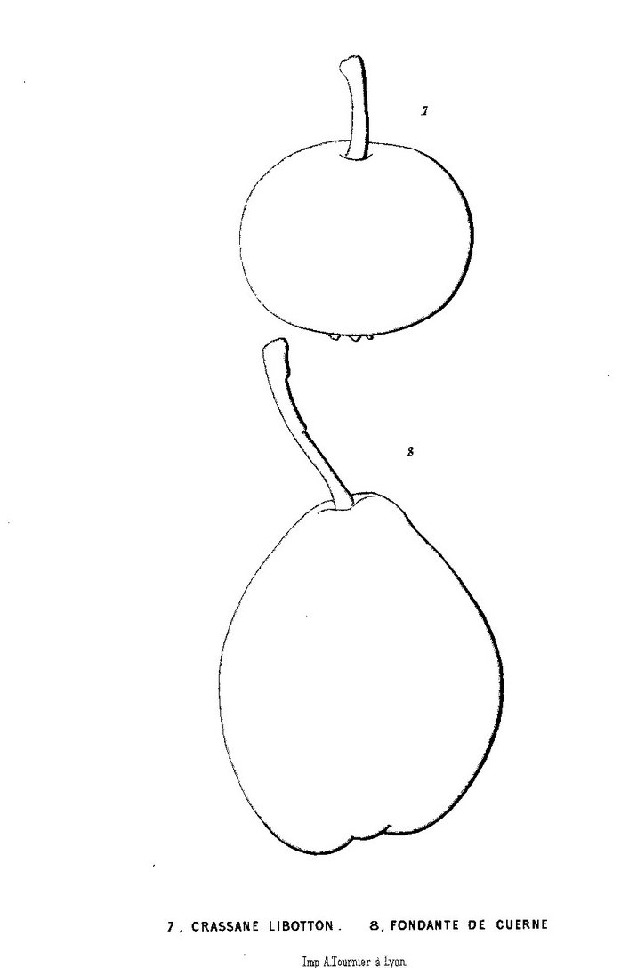 Alphonse MAS - La Pomologie générale - Tome 1 poires - 1872 - planche