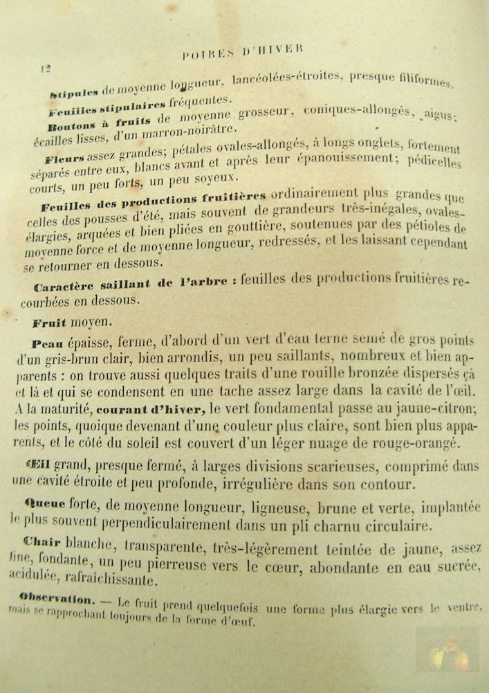 Alphonse MAS - le verger - Tome 2 poires d'été - 1866 -  texte (suite)