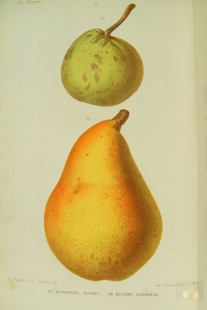 GUIDE DES POIRES GUIDE OF PEARS BEURRÉ CLAIRGEAU