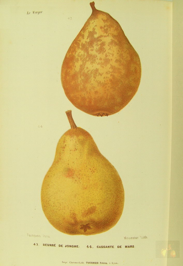 Alphonse MAS - le verger - Tome 1 poires d'hiver - 1865 - planche