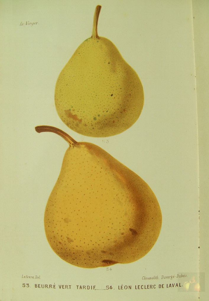 Alphonse MAS - le verger - Tome 1 poires d'hiver - 1865 - planche