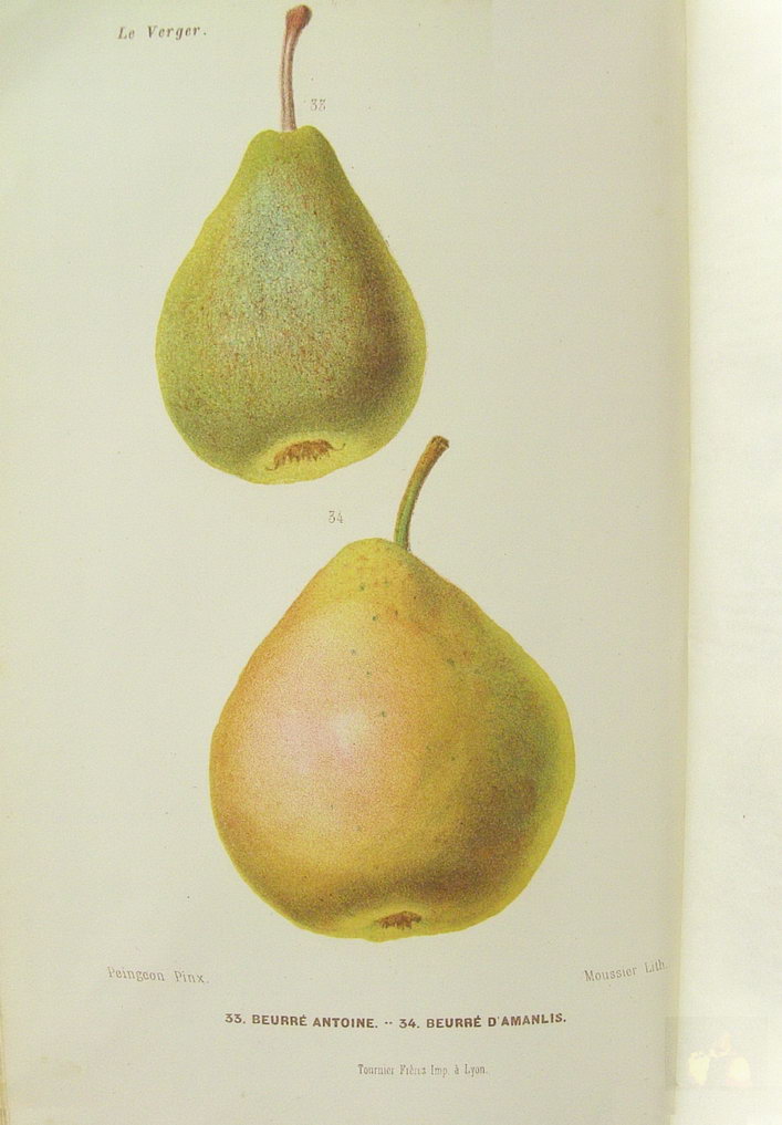 Alphonse MAS - le verger - Tome 2 poires d'été - 1866 - planche