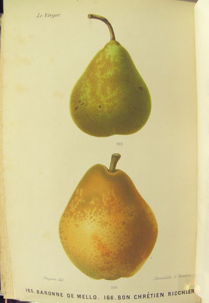 Alphonse MAS - le verger - Tome 3b poires d'automne - 1868 - planche