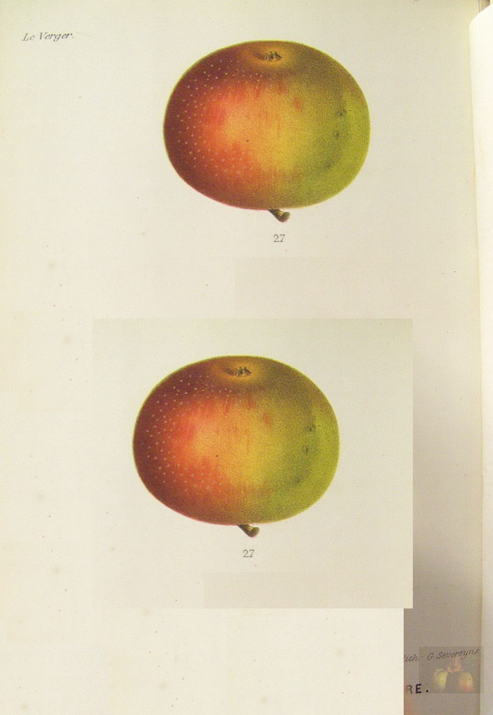 Alphonse MAS - le verger - Tome 4 pommes précoces - 1869 - planche