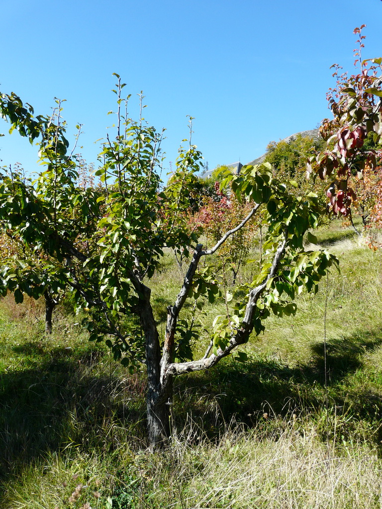 FRUIT - Sur l'arbre fin septembre - On the tree at the end of september
