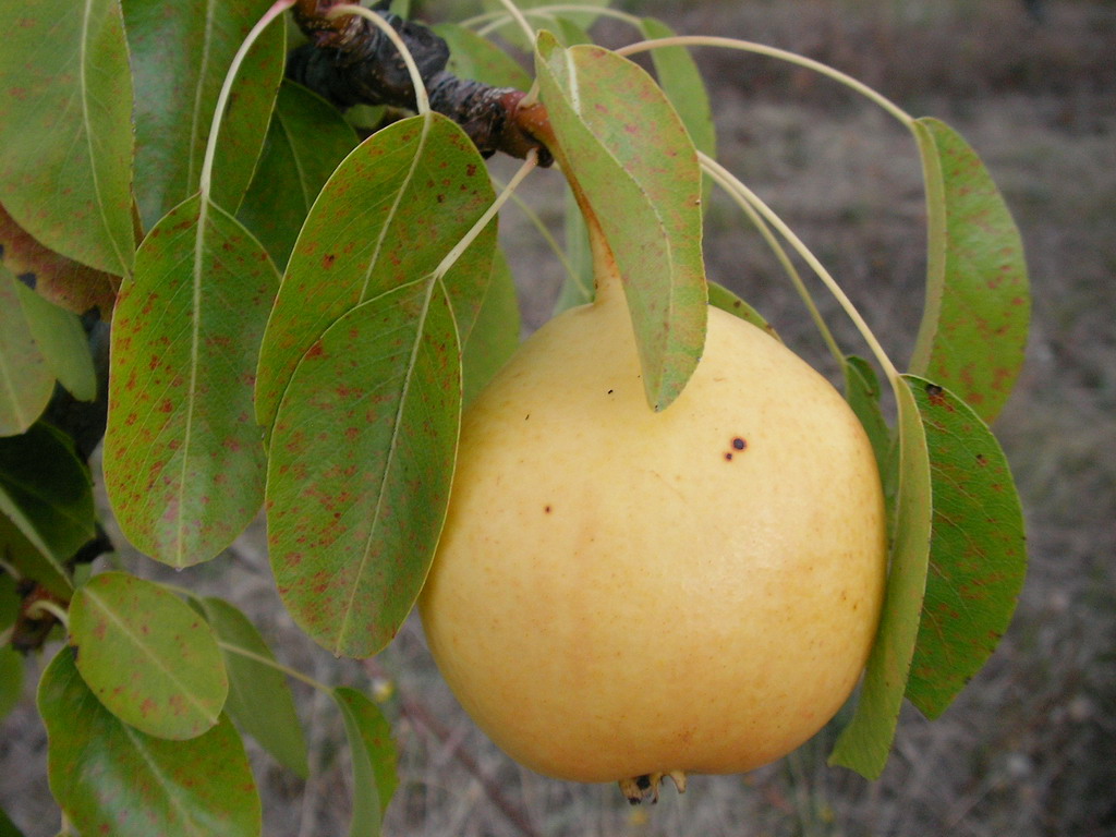 PENSYLVANIE - On the tree before crop - Sur l'arbre avant la cueillette