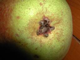 BELLE ANGEVINE - Oeil Calyx